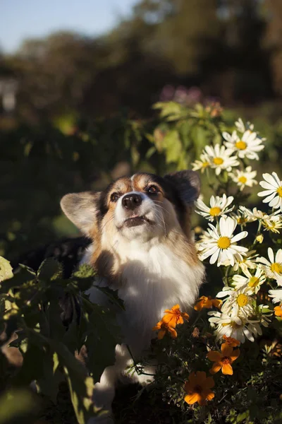 Καφέ Ουαλλέζικο Corgi Σκυλί Κάθεται Στο Ανθισμένο Λουλούδι Κρεβάτι — Φωτογραφία Αρχείου