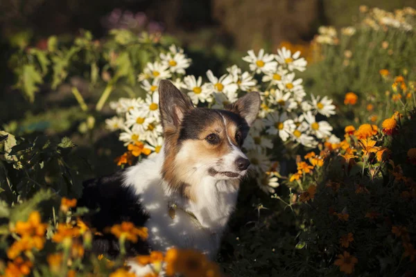  Çiçek açan çiçek yatakta oturmuş kahverengi Galce corgi köpek 