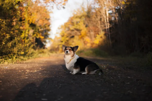 Welsh Corgi Hund Höst Park — Stockfoto