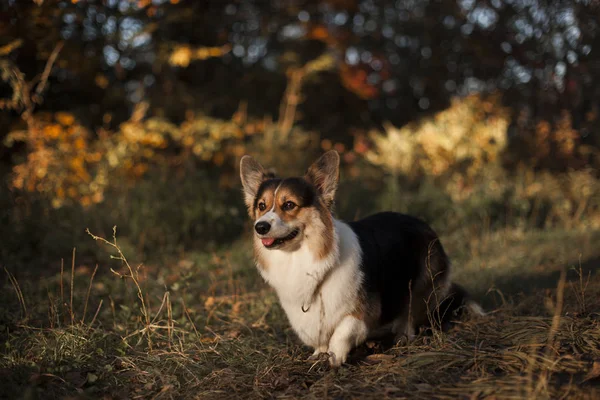 Galês Cão Corgi Parque Outono — Fotografia de Stock