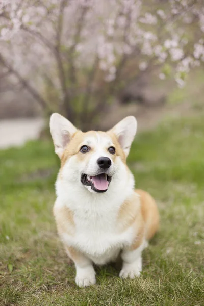 Portrait Welsh Corgi Dog Green Spring Grass — Stock Photo, Image