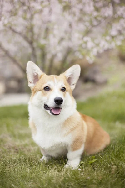 緑の春の草のコーギー犬の肖像画 — ストック写真