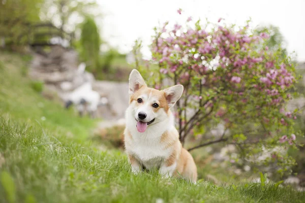 Galce corgi köpek yeşil bahar çimenlerin üzerinde portresi 