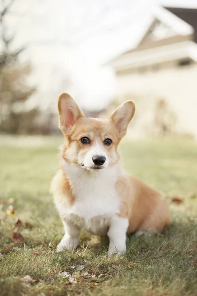 Portrait Welsh Corgi Dog Green Spring Grass — Stock Photo, Image