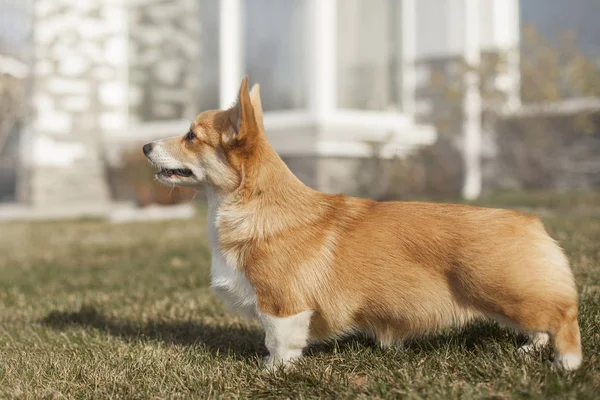田舎で緑の裏庭にコーギー犬 — ストック写真