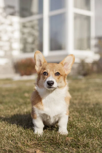 Galés Corgi Perro Verde Patio Trasero Campo — Foto de Stock