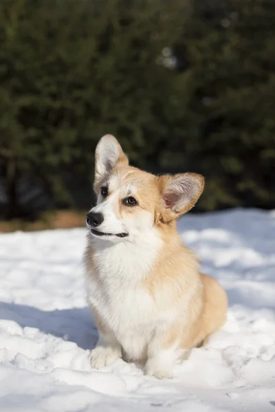 Walijski Corgi Spaceru Snowy Zimowych Park — Zdjęcie stockowe