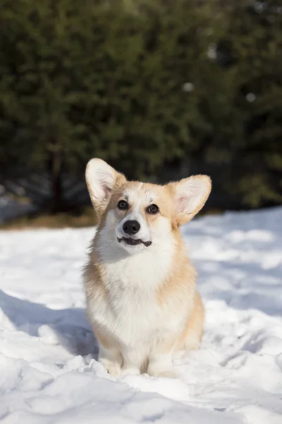 Walijski Corgi Spaceru Snowy Zimowych Park — Zdjęcie stockowe