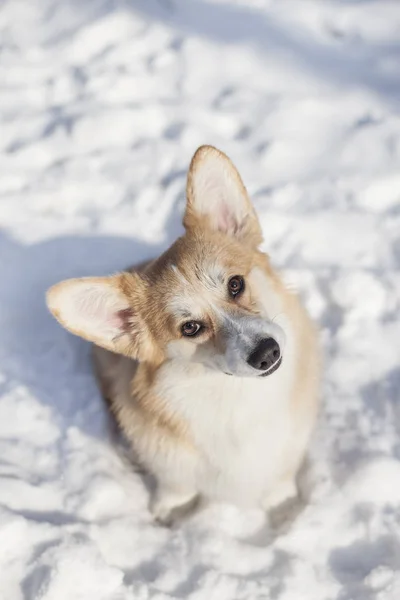 Walijski Corgi Spaceru Snowy Zimowych Park — Zdjęcie stockowe