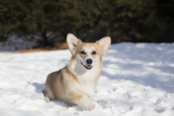 Walijski Corgi Spaceru Snowy Zimowych Park — Zdjęcie stockowe