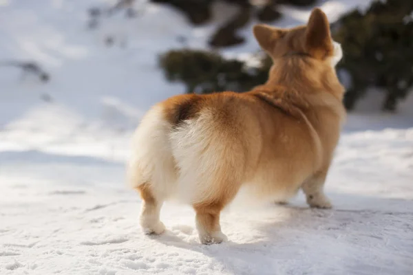 Widok Welsh Corgi Puszysty Tyłek Snowy Zimowych Park Tyłu — Zdjęcie stockowe