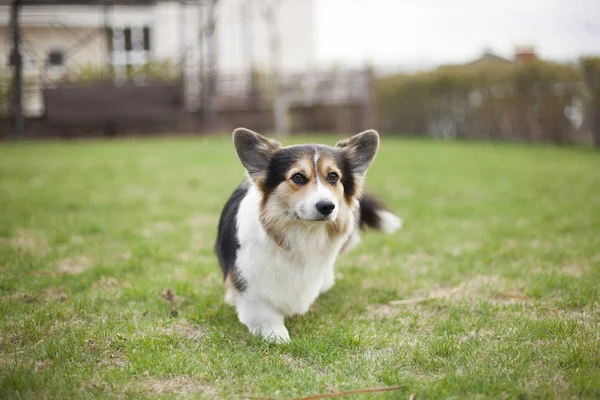 緑の春の草のコーギー犬の肖像画 — ストック写真