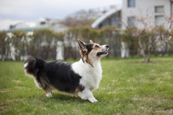 田舎で緑の裏庭にコーギー犬 — ストック写真