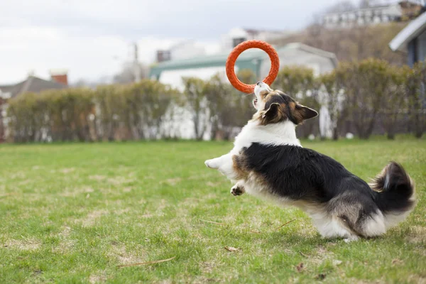 Kahverengi Galce corgi arka bahçesinde üzerinde oyuncakla oynamak 