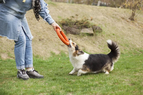 Brown Corgi Galês Brincando Com Brinquedo Proprietário Quintal — Fotografia de Stock