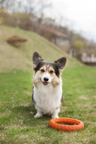 Kahverengi Galce corgi arka bahçesinde üzerinde oyuncakla oynamak 