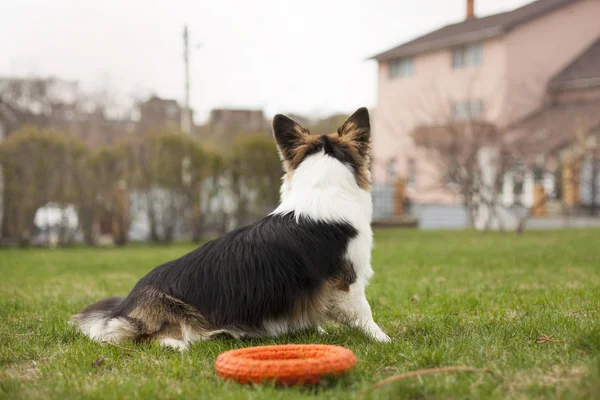 Brązowy Walijski Corgi Bawi Się Zabawkami Podwórku — Zdjęcie stockowe