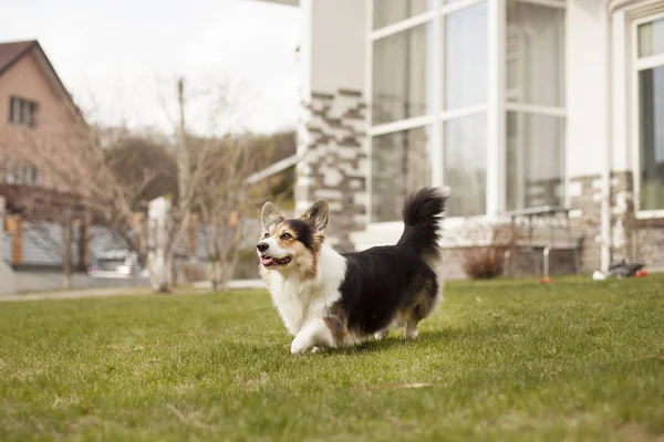 Galce corgi köpek kırsal yeşil bahçesinde üzerinde 