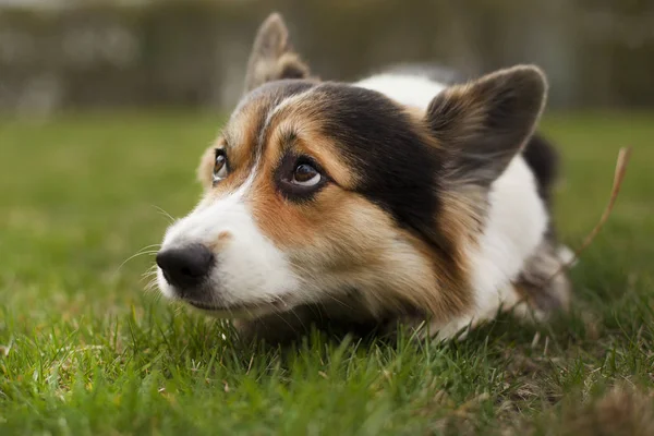 Porträtt Walesiska Corgi Hund Gröna Våren Gräs — Stockfoto