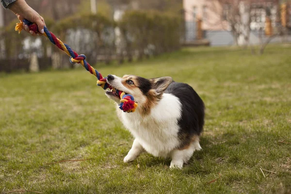 Kahverengi Galce corgi arka bahçesinde üzerinde oyuncakla oynamak 