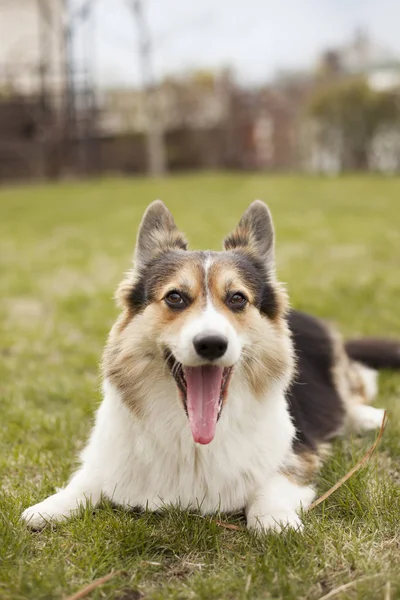 Portrait Welsh Corgi Dog Green Spring Grass — Stock Photo, Image