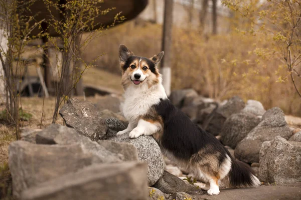 Fluffy welsh corgi standing on stone ground on backyard