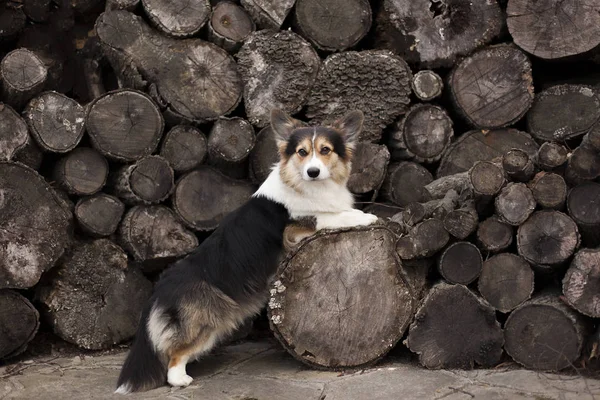 Ahşap raf yakınındaki kahverengi Galce corgi portresi