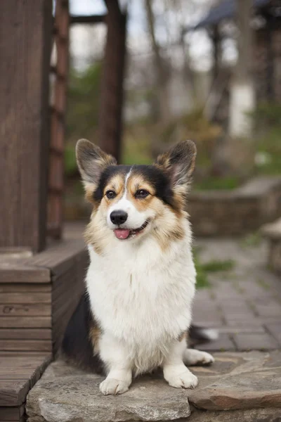 Fluffy Welsh Corgi Standing Stone Ground Backyard — Stock Photo, Image