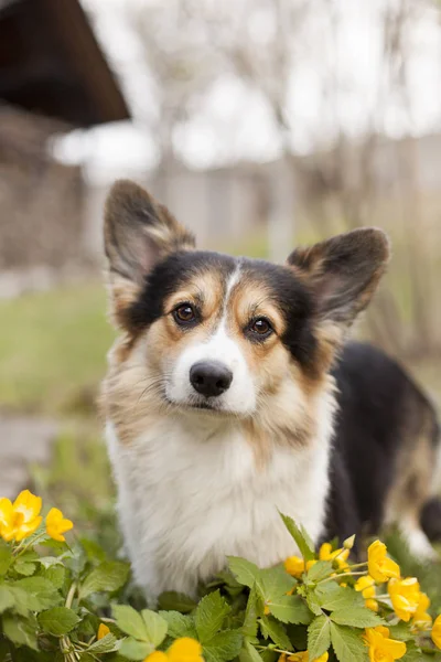 Portret Brązowy Walijski Corgi Stojący Żółte Kwiaty — Zdjęcie stockowe