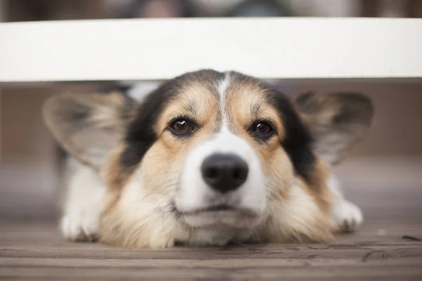 Brązowy Morda Walijski Corgi Patrząc Spod Drewniany Płot — Zdjęcie stockowe