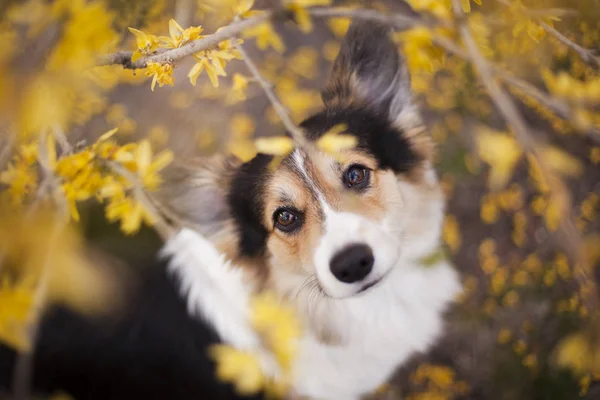 Portrait Brown Welsh Corgi Dog Yellow Spring Flowers — Stock Photo, Image