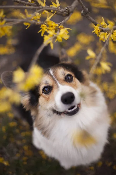 Nahaufnahme Des Braunen Welschen Corgi Hundes Gelben Frühlingsblumen — Stockfoto