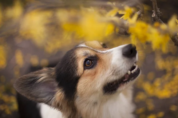 Portrait Brown Welsh Corgi Dog Yellow Spring Flowers — Stock Photo, Image