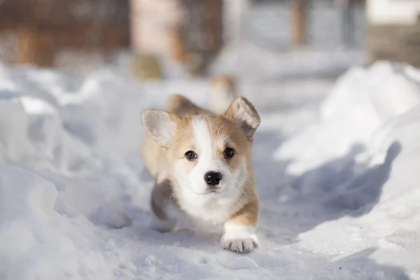 Mały Szczeniak Welsh Corgi Uruchomiona Zaśnieżonej Drodze — Zdjęcie stockowe