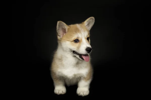 Cachorro Esponjoso Perro Corgi Galés Sobre Fondo Negro — Foto de Stock