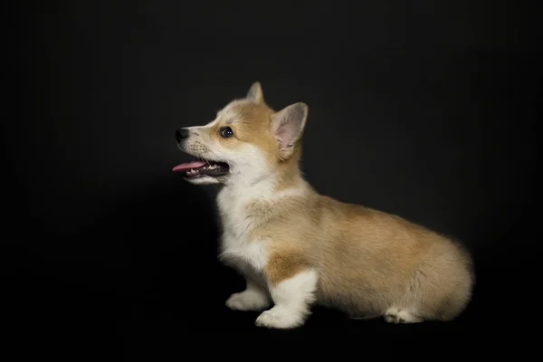 黒の背景の上に座ってコーギー犬のふわふわの子犬 — ストック写真