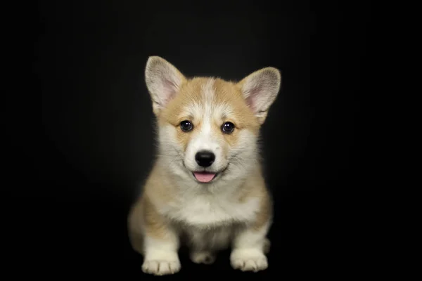 Puszysty Szczeniak Welsh Corgi Psa Czarnym Tle — Zdjęcie stockowe