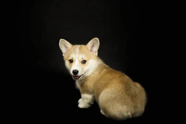 Cachorro Esponjoso Perro Corgi Galés Sentado Sobre Fondo Negro — Foto de Stock