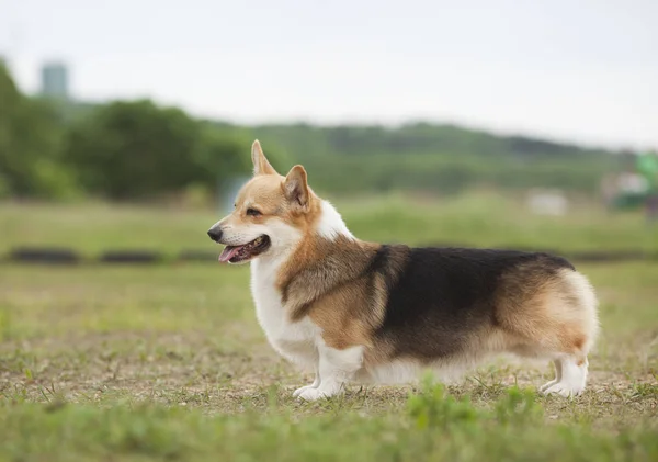 緑の春の草のコーギー犬の肖像画 — ストック写真