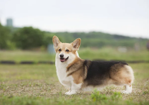 Retrato Cão Corgi Galês Grama Primavera Verde — Fotografia de Stock