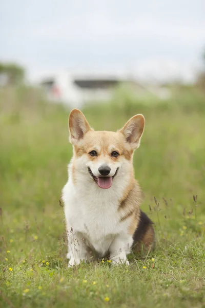 Portrait Welsh Corgi Dog Green Spring Grass — Stock Photo, Image