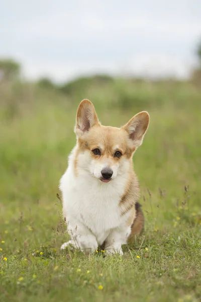 Portrait Welsh Corgi Dog Green Spring Grass — Stock Photo, Image