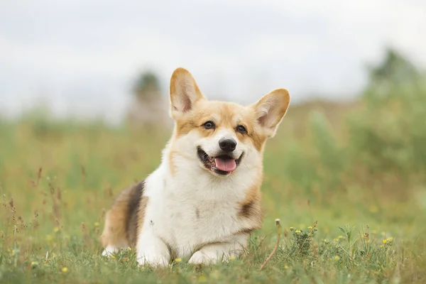 Retrato Perro Corgi Galés Sobre Hierba Verde Primavera — Foto de Stock