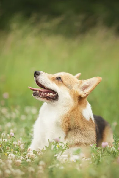 Portrait Welsh Corgi Dog Green Spring Grass — Stock Photo, Image