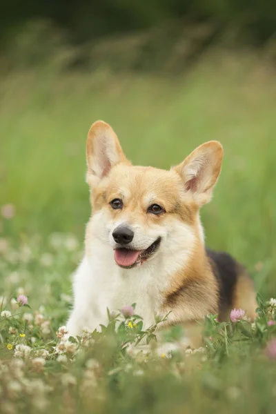 Portret Psa Walijski Corgi Trawa Wiosna Zielony — Zdjęcie stockowe