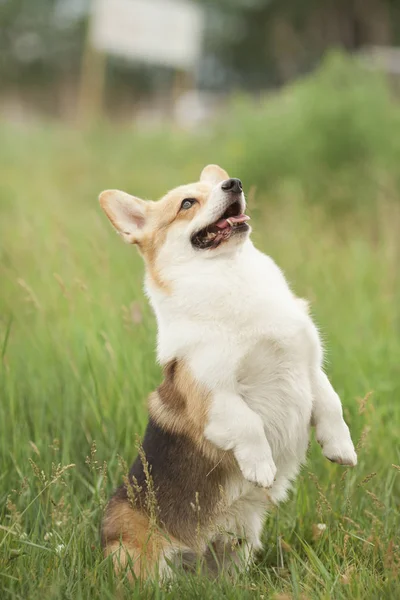 Portrait Chien Corgi Gallois Sur Herbe Verte Printanière — Photo