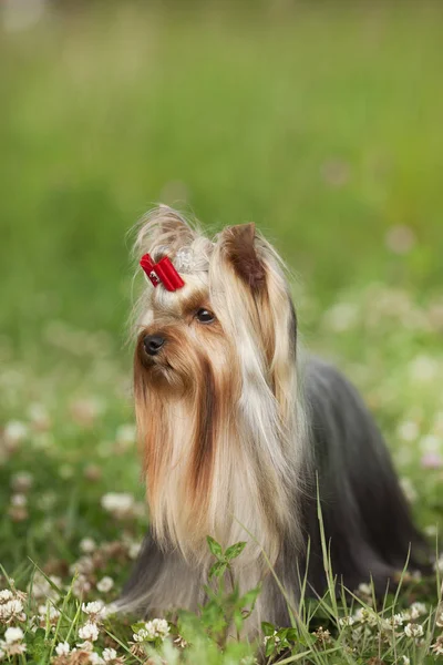 Yorkshire Terrier Met Rode Strik Zittend Groen Gras — Stockfoto