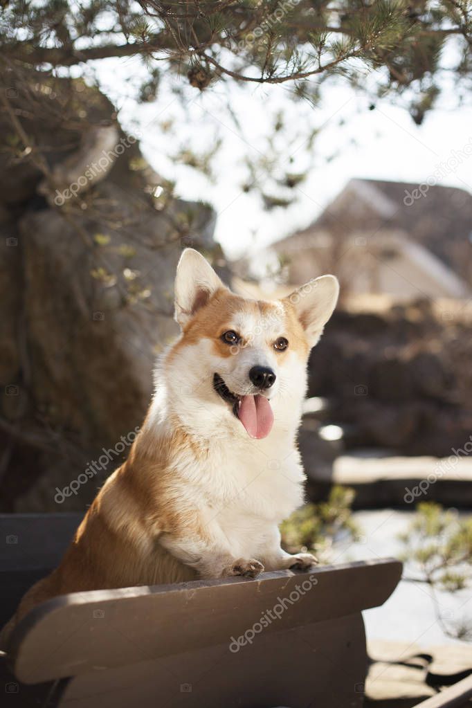 Red and white welsh corgi in warm spring sunlight 
