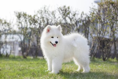 Açık havada oynarken Samoyed doğurmak sevimli köpek yavrusu  