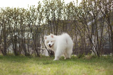 Açık havada oturma Samoyed doğurmak sevimli köpek yavrusu  